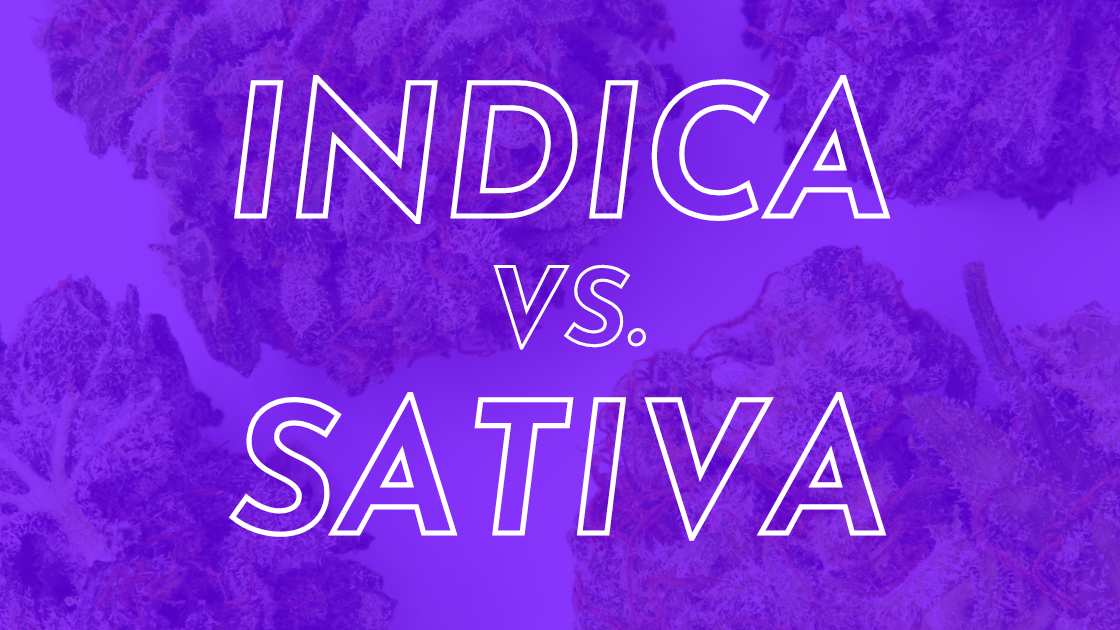 What is the Difference Between Indica And Sativa?