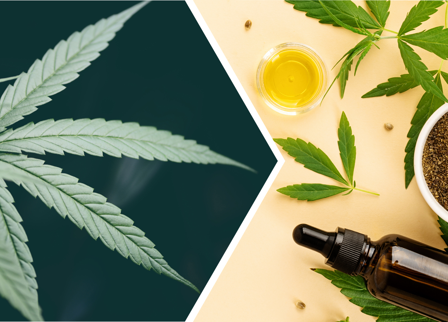 CBD vs. THC: What’s the Right Balance for You?
