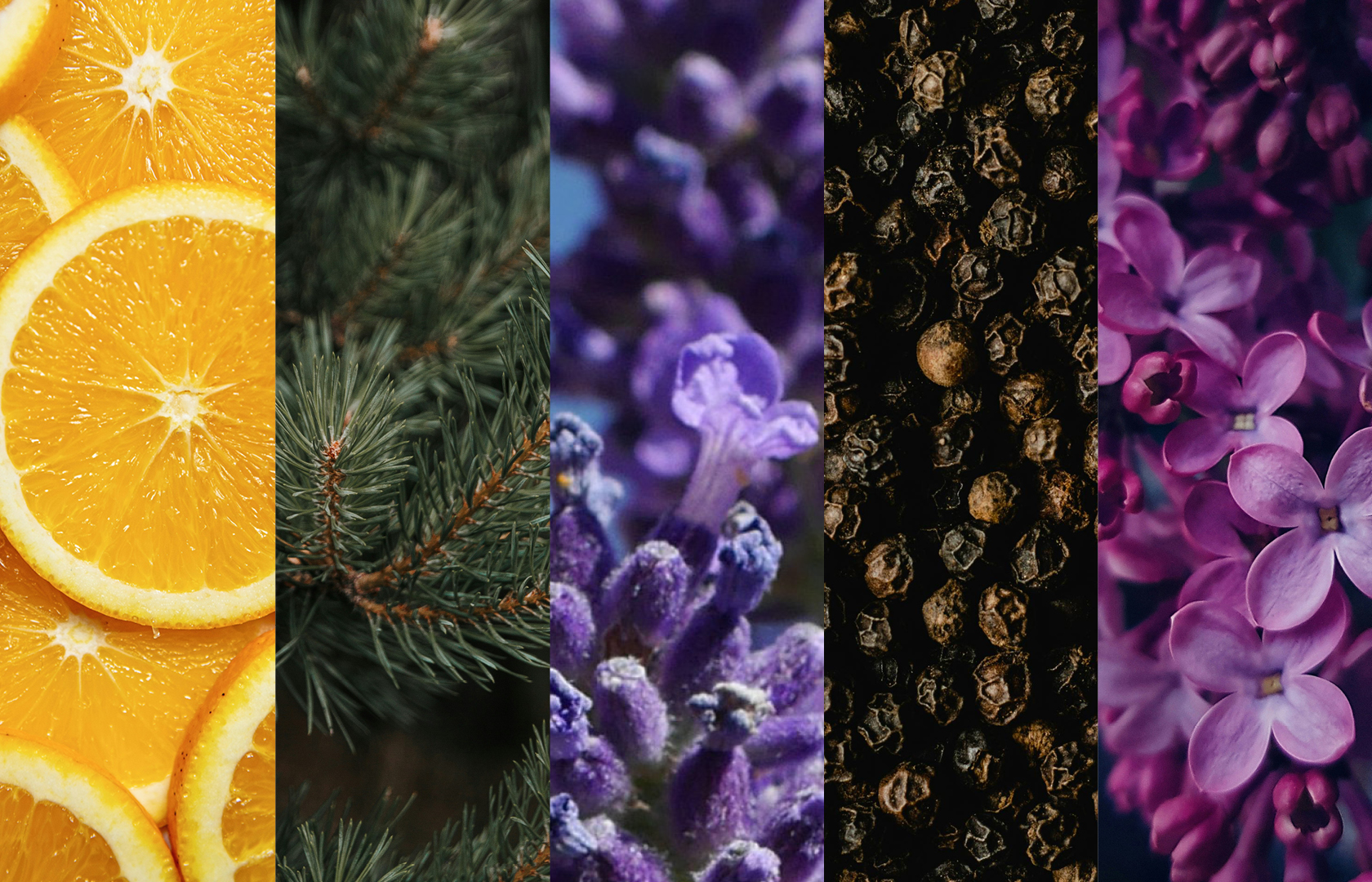 Understanding Cannabis Terpenes: What They Do, Their Effects & Benefits