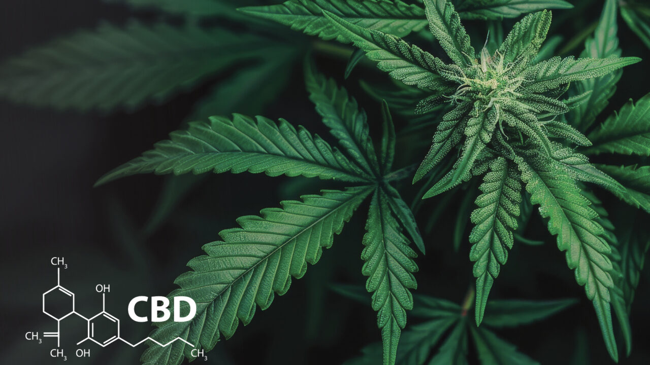 Ultimate Guide to Cannabinoids – Types, Benefits, and Uses
