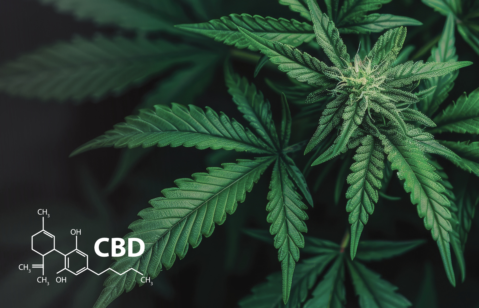 Ultimate Guide to Cannabinoids – Types, Benefits, and Uses